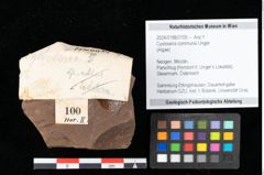 Foto (Objekt + Etikett) von Cystoseira communis Unger (NHMW-GEO-2024-0188-0100)